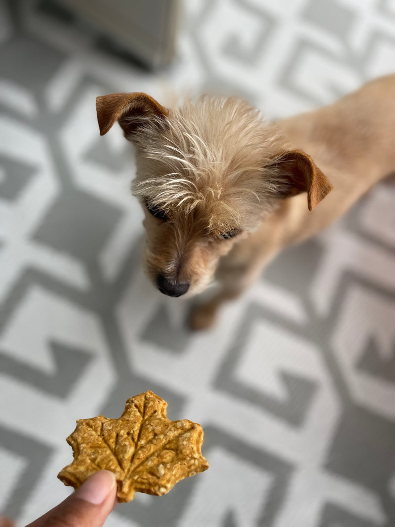 Healthy Homemade Dog Treats - Leaves - Pumpkin & Peanut Butter